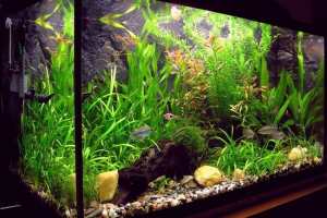 Як розмістити акваріум? Як розмістити акваріум?